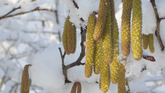 Haselnussblüten mit Schnee und Eis © NDR Foto: Birger Martens aus Greifswald