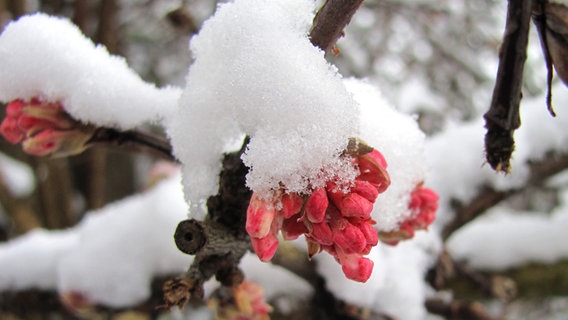 Duftschneeball mit Schnee und Eis bedeckt © NDR Foto: Rosemarie Meier aus Stralsund