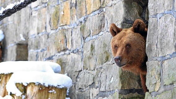 Ein Bär lugt aus einem Mauerspalt hervor © NDR Foto: Tilo Wallrodt aus Wolgast