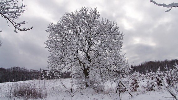 Ein verschneiter freistehender Baum auf Rügen © NDR Foto: Frank Schluckner aus Sassnitz