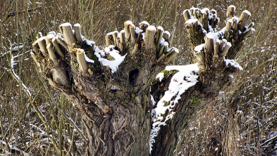 Eine beschnittene Kopfweide © NDR Foto: Anne-Katrin Dorst aus Stralsund