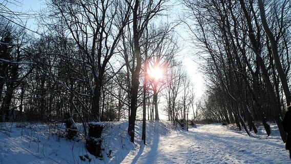 Winterlicher Hohlweg © NDR Foto: Rainer Flöring aus Züssow