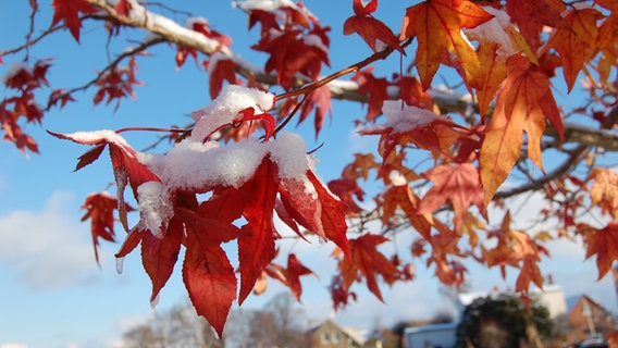 rot-orange Blätter am Baum mit Schnee bedeckt © NDR Foto: Elisa Jungbluth aus Hinrichshagen