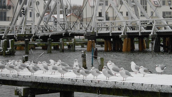 Eine Schar Möwen steht auf einem Bootssteg. Im Hintergrund ist eine Brücke zu sehen © NDR Foto: Herbert Enghardt aus Greifswald