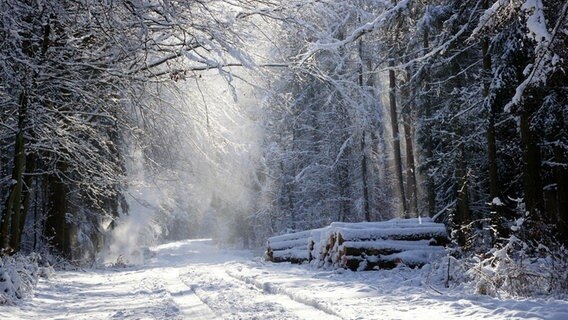 Landweg durch Wald, Schnee rieselt von den Ästen © NDR Foto:  Detlef Matthias aus Greifswald