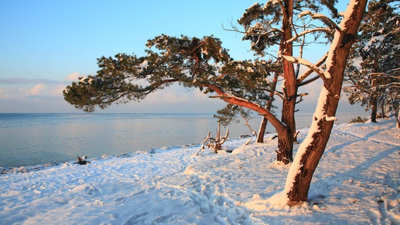 Schneebedeckte Kiefern stehen in einem Strandwald. © NDR Foto: Henryk Kaatz aus Ludwigsburg
