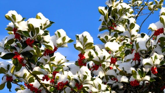 Mit Schnee bedeckter Ilex-Baum © NDR Foto: Burkhard Schramm aus Dierhagen