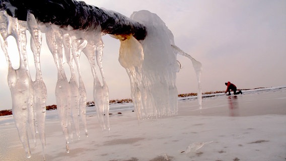 Dicke Eiszapfen hängen an einem Ast am Strand. © NDR Foto: Heidi Damerius aus Stralsund