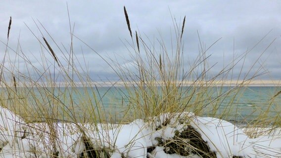 Strandhafer wächst auf einer verschneiten Düne. © NDR Foto: Gerald Schneider aus Kloster/Hiddensee