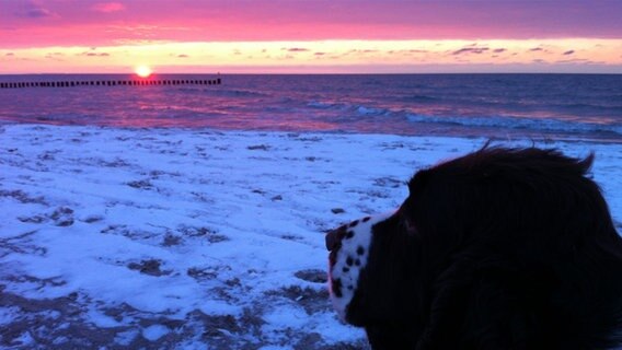 Ein Hund betrachtet einen Sonnenuntergang. © NDR Foto: Doreen Arnold aus Dierhagen