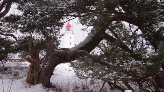 weißer Leuchtturm mit rotem Dach hinter Geäst eines Baumes © NDR Foto: Thomas Jaschke aus Königsee