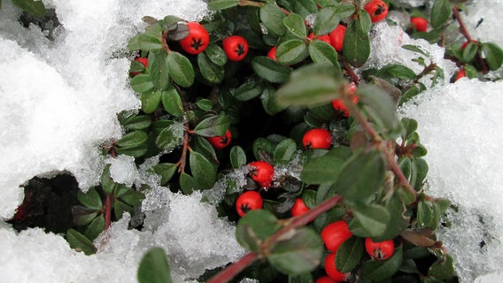 Bodendecker mit roten Beeren ist leicht von schmelzendem Schnee bedeckt. © NDR Foto: Harry Kidrowski aus Stralsund