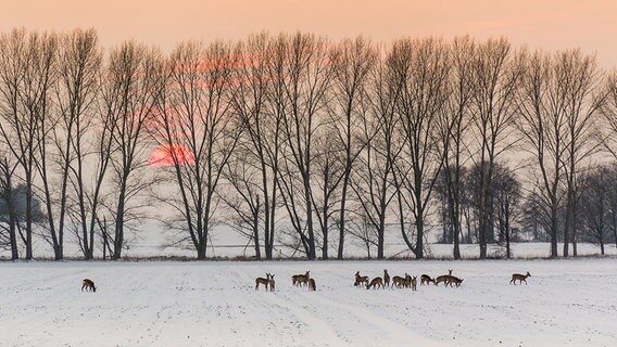 Rehe im Sonnenuntergang auf einem Feld bei Greifswald. © NDR Foto: Uwe Kantz aus Hinrichshagen