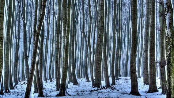 Im Wald liegt Schnee. © NDR Foto: Florian Arndt aus Altefähr