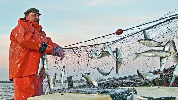Ein Fischer zieht ein Netz voller Heringe aus dem Meer © NDR Foto: Edgar Ackermann aus Brandshagen