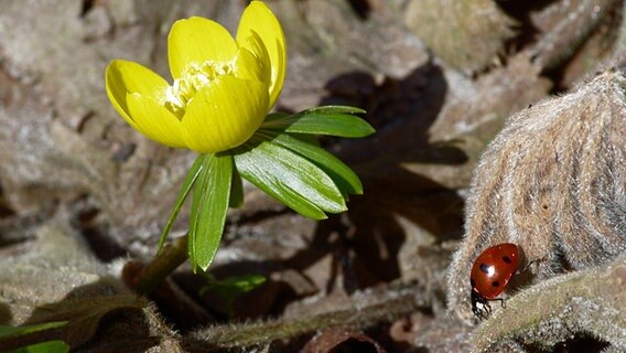 Ein Marienkäfer neben einer gelben Blüte. © NDR Foto: Johannes Barth aus Ribnitz-Damgarten