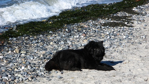 Ein schwarzer Hund liegt am Ostseestrand. © NDR Foto: Christine Arendt aus Kloster