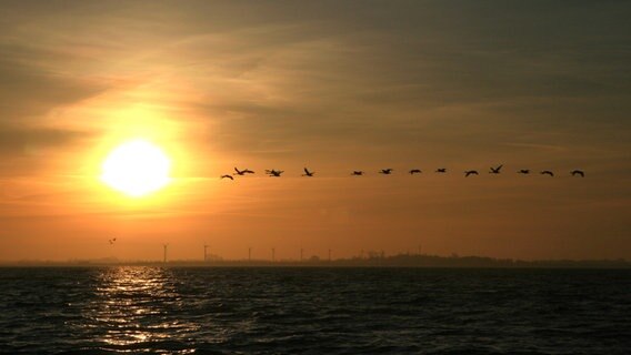 Sonnenaufgang mit Zugvögeln und Skyline einer Stadt © NDR Foto: Karl-Heinz Voß aus Wustrow