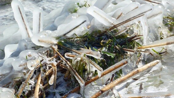Eine Eisschicht hat sich um Seegras und Schilf gebildet. © NDR Foto: Jana Ast aus Stralsund