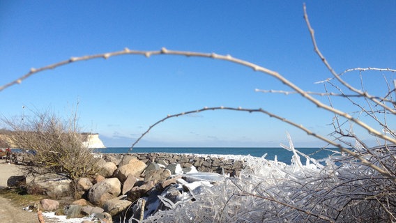 Vereiste Zweige am Strand von Vitt © NDR Foto: Sven Vogel aus Glowe