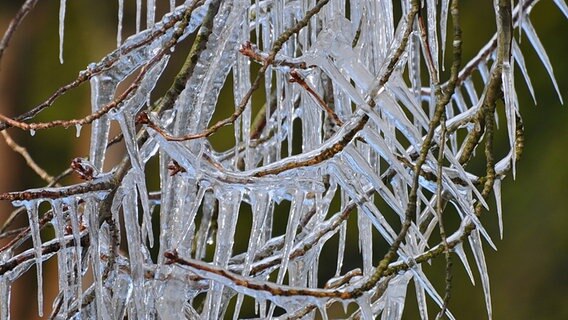 Eiszapfen an einem Strauch sehen wie Dornen aus © NDR Foto: Kordula Rudolph aus Greifswald