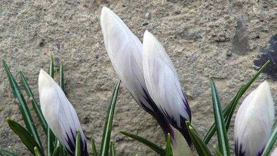 Krokusse vor einer Hauswand © NDR Foto: Kevin Peters aus Saal