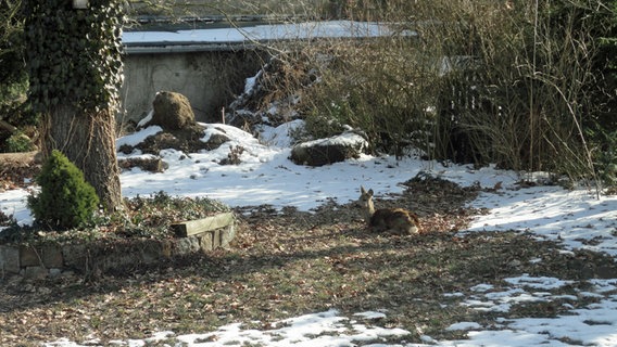 Ein Reh pausiert auf dem weichen Erdboden © NDR Foto: Brigitte Weidt aus Eggesin