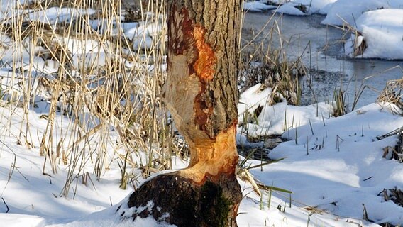 Deutliche Biberspuren am Fuß eines Baumes © NDR Foto: Uwe Mechtel aus Karlsburg