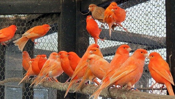 Orangefarbene Vögel in einer Voliere © NDR Foto: Wolfgang Uhl aus Alt Tellin