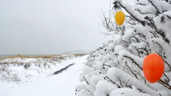 Ein oranges und ein gelbes Osterei hängen einer schneebedeckten Hecke. © NDR Foto: Robert Ott von der Insel Hiddensee