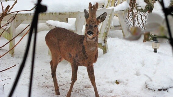 Rehbock steht in einem Garten im Schnee © NDR Foto: Christine Arendt aus Kloster