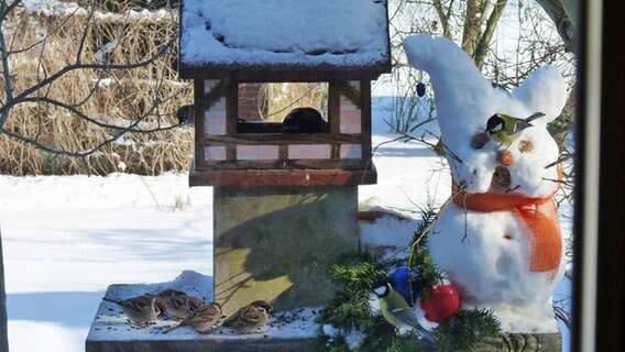 Meisen und Spatzen im Vogelhaus mit Osterhase aus Schnee © NDR Foto: Silke Stephan aus Klein Kubitz