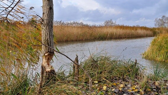 Vom Biber bearbeiteter Baum an einem Fluss © NDR Foto: Günter Kamp aus Greifswald
