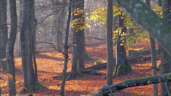 Wald im Herbst © NDR Foto: Anne-Katrin Dorst aus Stralsund