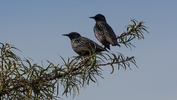 Zwei Stare auf einem Ast. © NDR Foto: Uwe Kantz aus Hinrichshagen