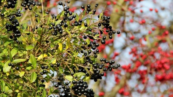 Liguster mit schwarzen Beeren © NDR Foto: Eckhard Wolfgramm aus Salow