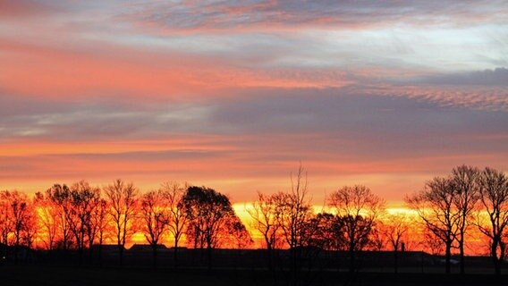 Sonnenaufgang hinter einer Allee © NDR Foto: Peggy Bluhm aus Görke