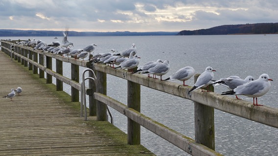 Viele Möwen sitzen nebeneinander auf dem Geländer einer Seebrücke. © NDR Foto:  Detlef Matthias aus Greifswald