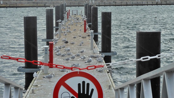 Möwen versammeln sich auf einem Steg, auf dem Menschen keinen Zutritt haben. © NDR Foto: Monika Peiser aus Sassnitz