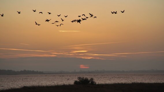Gänse fliegen am morgendlichen Himmel davon. © NDR Foto: Gerald Schneider aus Kloster