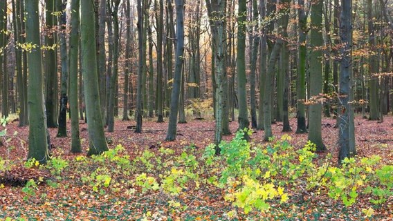 Blick in einem Wald © NDR Foto: Uwe Mahler aus Lubmin