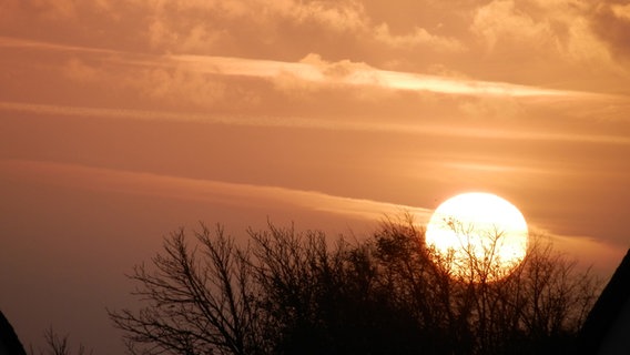 Sonne hinter einem kahlen Baum. © NDR Foto: Marion Schultz aus Stralsund