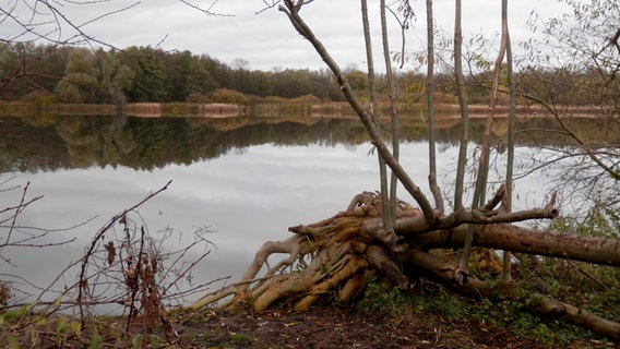 Der Wald spiegelt sich in der glatten Wasseroberfläche eines Teichs. © NDR Foto: Marion Schultz aus Stralsund