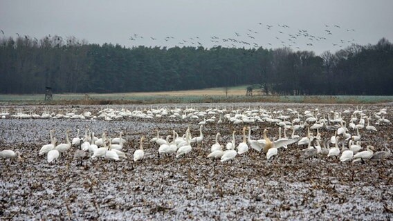 Schwäne rasten auf einem Feld © NDR Foto: Ute Möller aus Torgelow