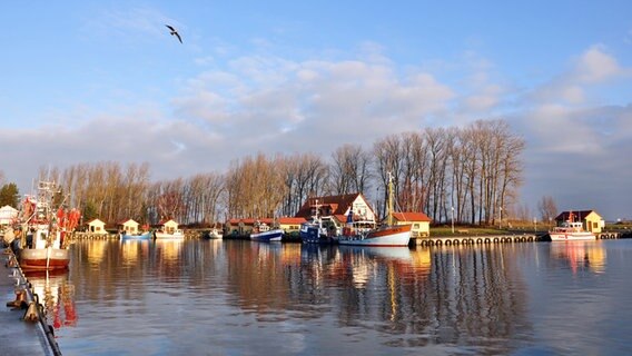 Die Sonne scheint auf die Boote im Fischereihafen. © NDR Foto: Norbert Brandt aus Neubrandenburg