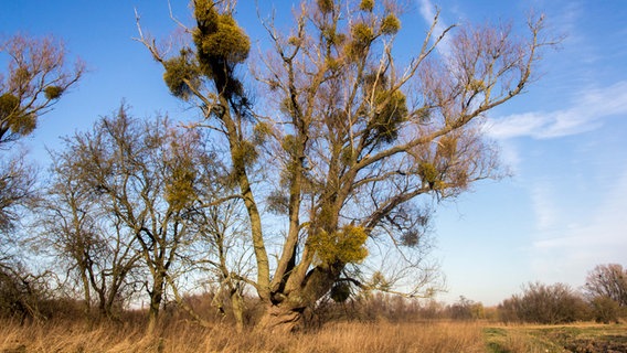 Eine Weide ist mit Misteln bewachsen. © NDR Foto: Detlef Meier aus Ducherow