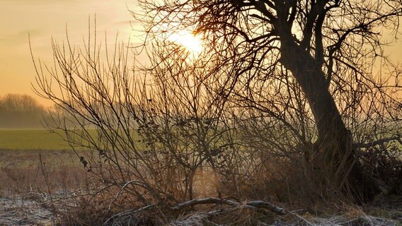 Die Sonne scheint durch die Äste eines Baums. © NDR Foto: Günter Kamp aus Greifswald