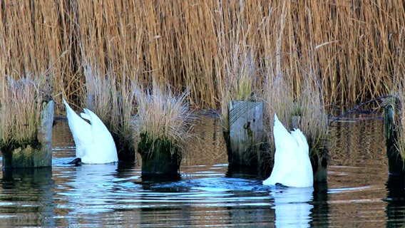 Zwei Schwäne tauchen nach Futter © NDR Foto: Eckhard Wolfgramm aus Salow