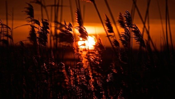 Sonnenaufgang hinter Schilf © NDR Foto: Anja Mateblowski aus Berlin