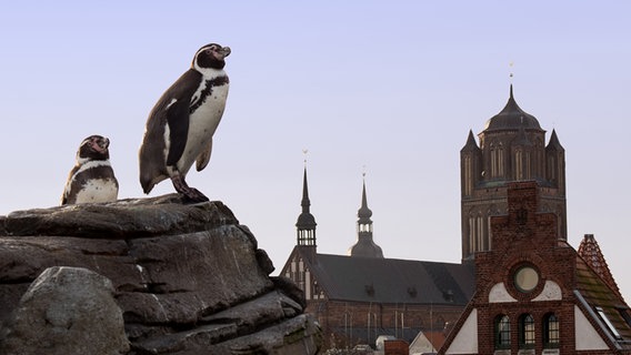 Pinguine auf der Dachterrasse des Ozeaneum © NDR Foto: Karsten Unger aus Groß Mohrdorf